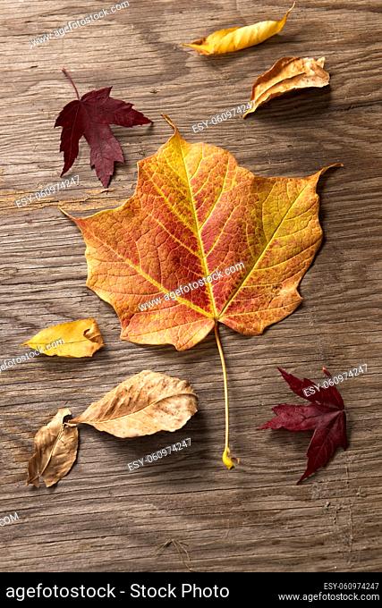 Various leaves in changing color displayed on a wooden board