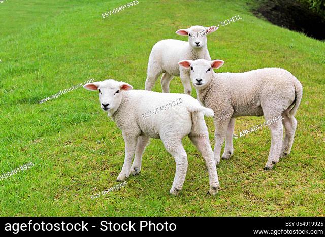 Three cute white sheep on green meadow and lawn. Niedersachsen, Germany