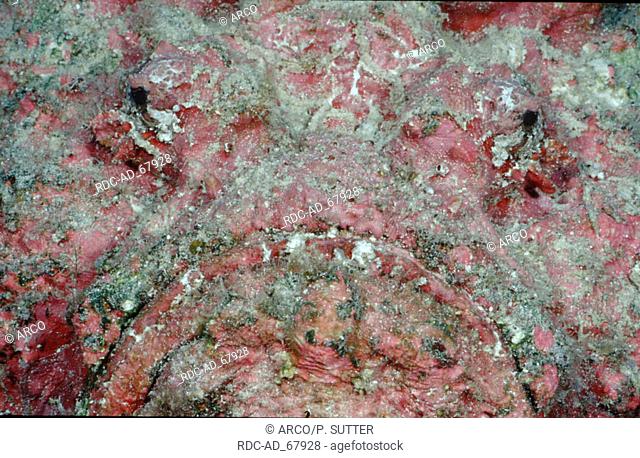 Stonefish Red Sea Synanceia verrucosa