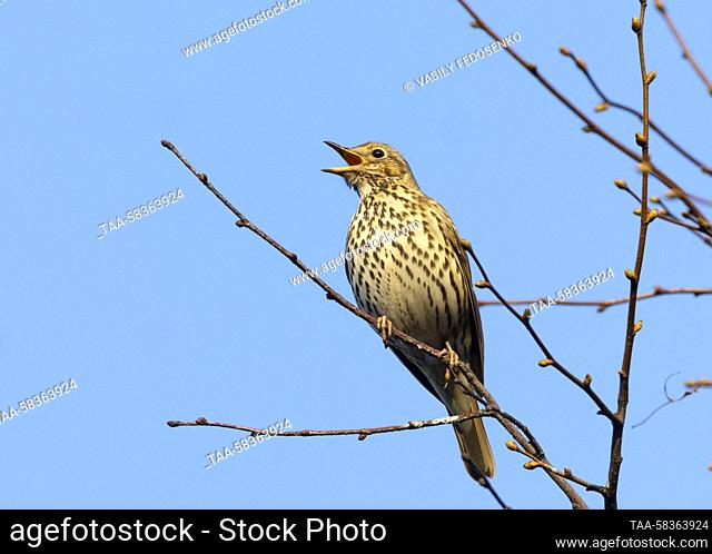 RUSSIA, MOSCOW - APRIL 12, 2023: A song thrush sings in Victory Park. Vasily Fedosenko/TASS
