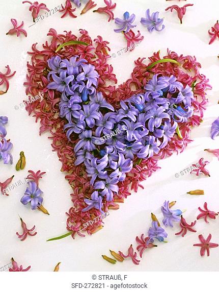 Heart in pink and blue hyacinth flowers