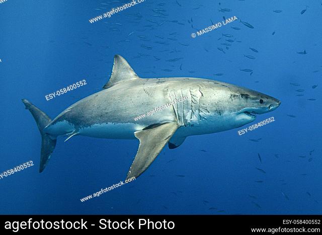 Great white shark under water, Australia