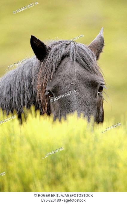 Horses grazing freely in the Pyrenees, France