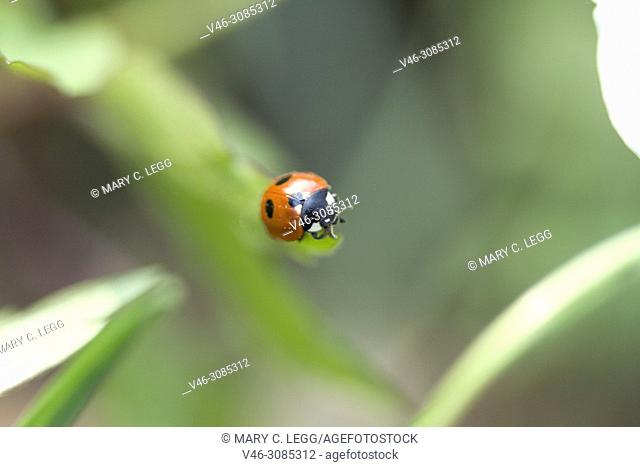 Five-spot Ladybird, Coccinella quinquepunctata