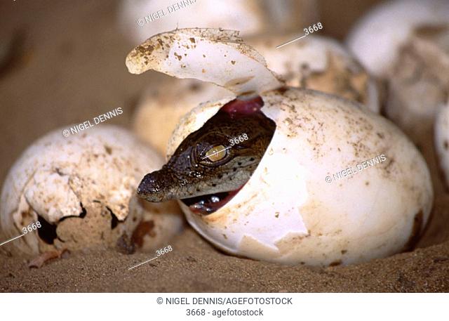 Nile Crocodile hatching from egg