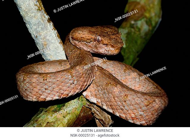 Eyelash Pit Viper (Bothriechis schlegelii) waiting for prey, Panama