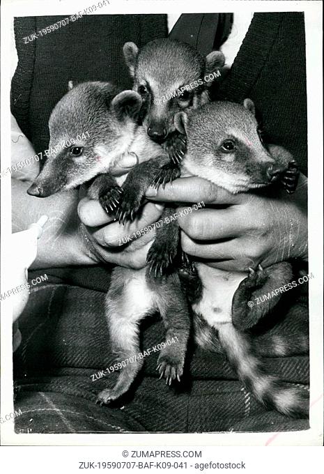 Jul. 07, 1959 - Pancho - Pablo and Papita - make their public debut. Coati Mundi Babies at Battersea Park Zoo: To be seen at the B attersea Park Zoo this...