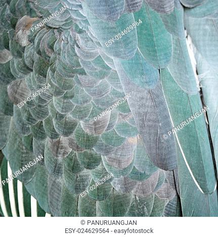Texture abstract background, feathers of Greater Adjutant (Leptoptilos dubius)