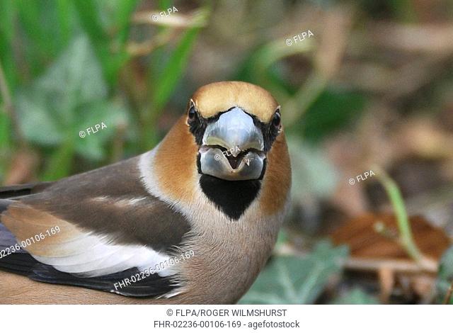 Hawfinch Coccothraustes coccothraustes adult male, feeding on seeds, close-up of head, Arundel, West Sussex, England, march