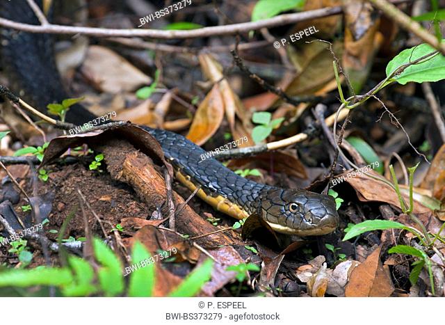 king cobra, hamadryad (Ophiophagus hannah), portrait on forest floor, Thailand, Khao Yai National Park