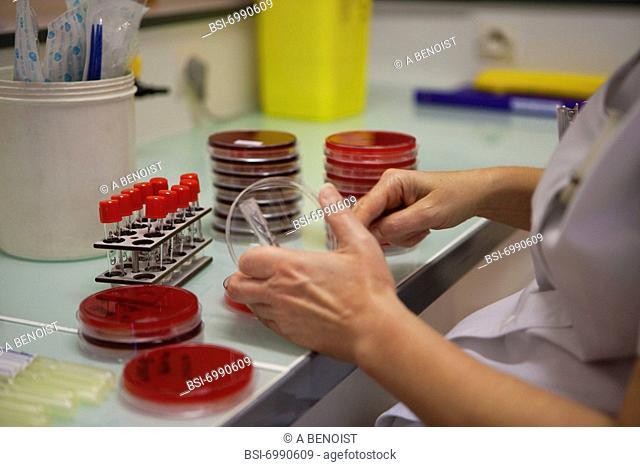 Photo essay at the hospital of la Croix Saint-Simon, Paris, France. Laboratory. Seeding of petri dishes