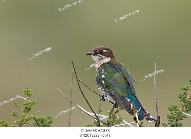 Diederik cuckoo (Chrysococcyx caprius), male, Ngorongoro Conservation Area, UNESCO World Heritage Site, Serengeti, Tanzania, East Africa, Africa