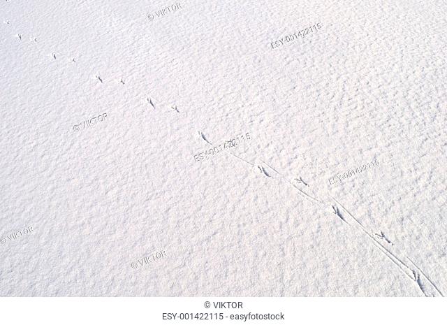 Bird's footprints on snow surface
