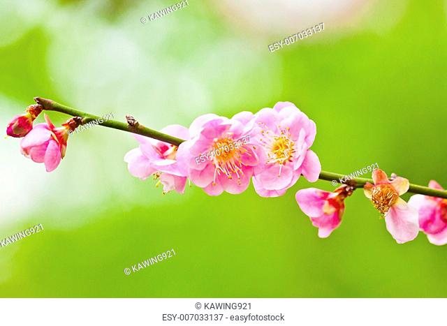 Flowers of cherry blossoms