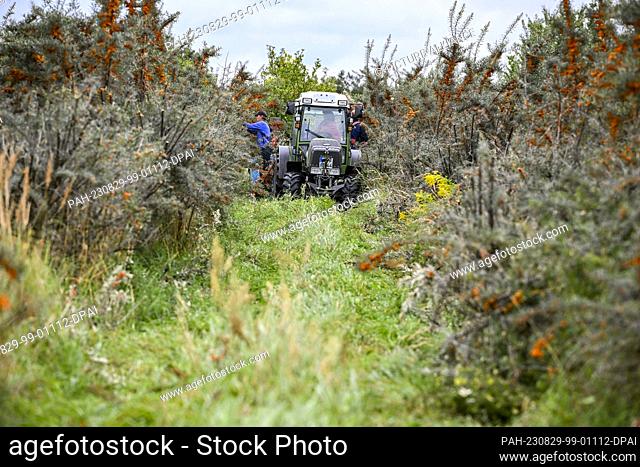 29 August 2023, Brandenburg, Werder (Havel): During the sea buckthorn harvest, the orange berries are cut from the bushes on the land of Christine Berger GmbH &...