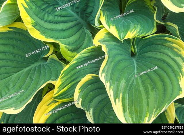 An intimate view of Green and yellow Variegated Hosta leaves in May. Vandusen Botanical Garden, Vancouver, British Columbia, Canada