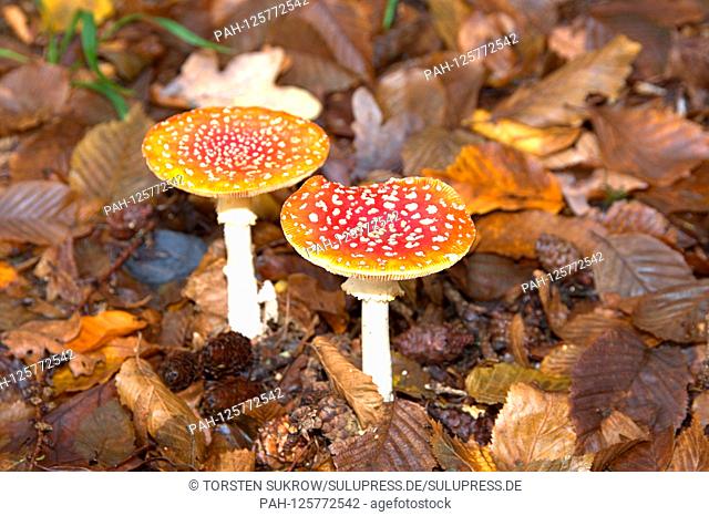 20.10.2019, two toadstools (Amanita muscaria), a poisonous mushroom, from the family of the buttercup relatives. Class: Agaricomycetes
