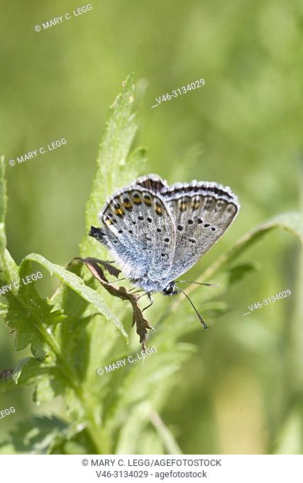Idas Blue, Plebejus idas. Idas Blue, Plebejus idas are myrmephilic Lycaenidae associatted withLasius and Fromica ants. Meadow grasslands with large variety of...