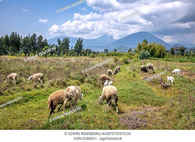 Sheep grazing in open field with volcanic mountains in the distance , Kinigi, Rwanda