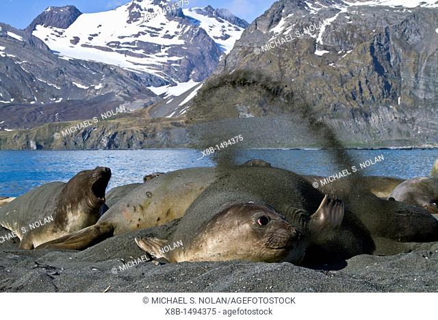 Adult female southern elephant seal Mirounga leonina flipping sand onto its back to cool off on South Georgia Island in the Southern Ocean  MORE INFO The...