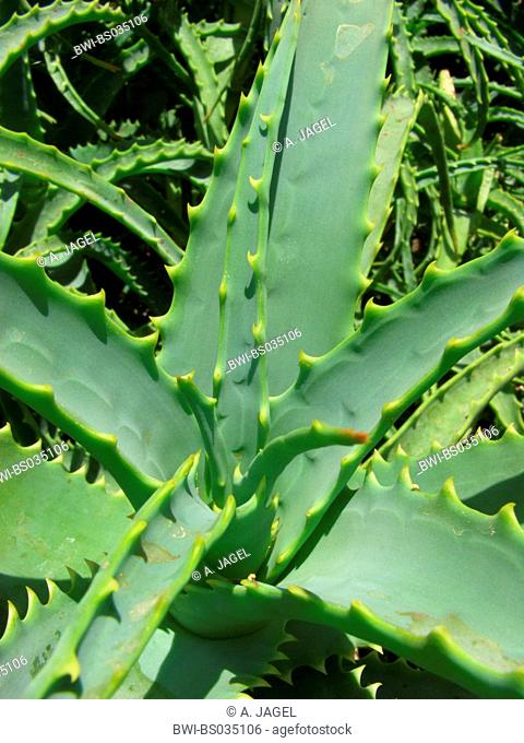aloe (Aloe arborescens), leaves