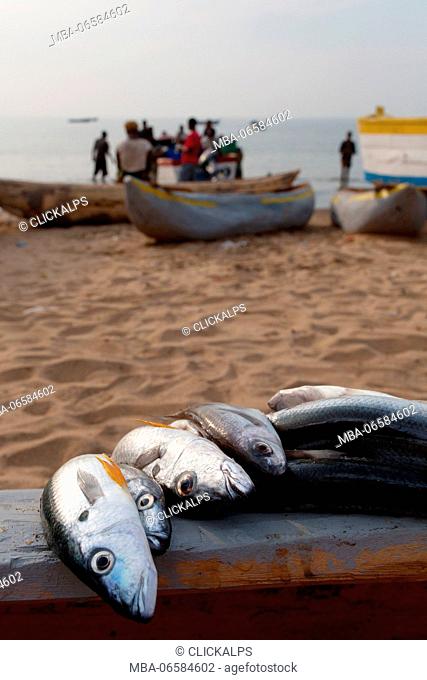 Africa, Malawi, Salima district, Fish Market at Lake Malawi
