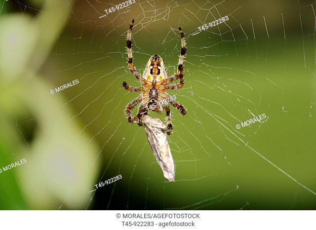 European Garden Spider (Araneus diadematus) with prey. Vaucluse, France
