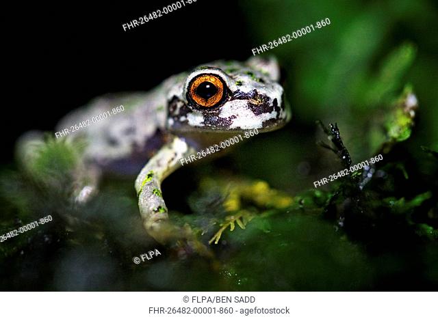 Honduras Spikethumb Frog (Plectrohyla dasypus) adult, in cloudforest, Cusuco N.P., Sierra del Merendon, Honduras, July