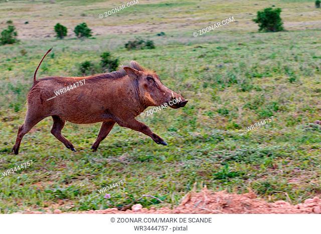 Warthog running wild in the grass in the field