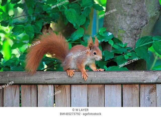 European red squirrel, Eurasian red squirrel Sciurus vulgaris, sitting on a garden fence, Germany