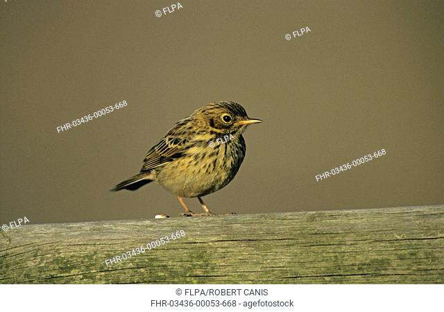 Meadow Pipit Anthus pratensis juvenile, perched on wood with dropping, Elmley Marshes, Isle of Sheppey, Kent, England