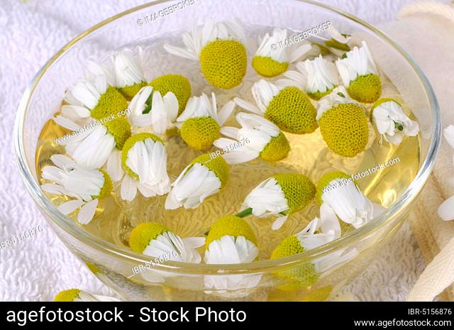 German chamomile (Matricaria chamomilla), wash, chamomile bath, chamomile bath, bowl