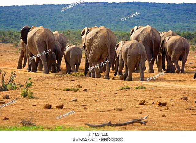 African elephant Loxodonta africana, herd walking in savannah, South Africa, Eastern Cape, Addo Elephant National Park