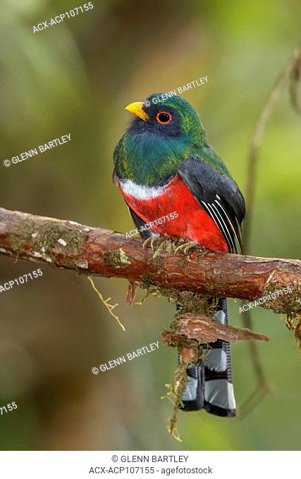 Collared Trogon (Trogon collaris) perched on a branch in the mountains of Colombia, South America