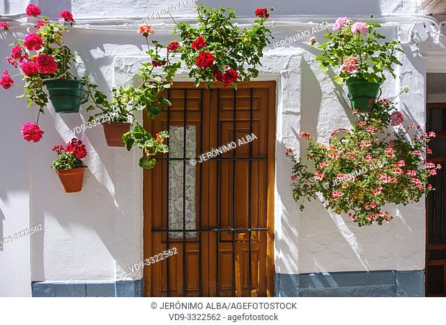Typical street with flowers in Barrio de la Villa, Priego de Cordoba. Cordoba province, southern Andalusia. Spain Europe