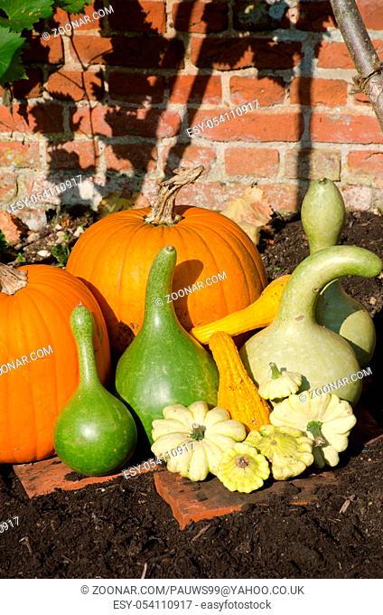 Pumpkins and Gourds on display outside in garden
