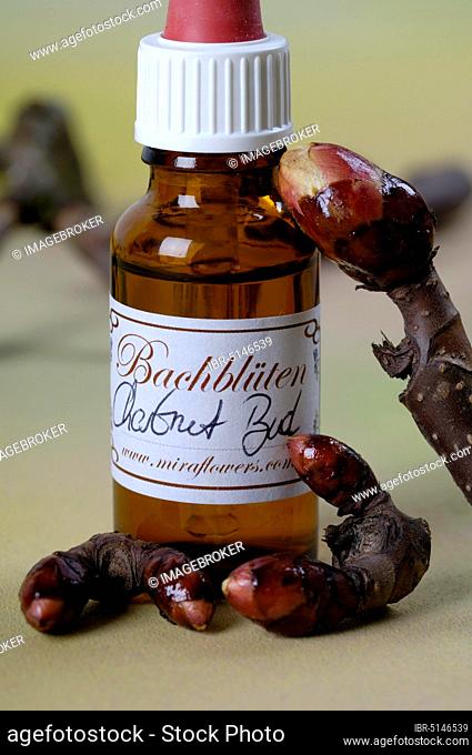 Bottle with Bach Flower Drops, 'Chestnut Bud' Bud of the Horse Chestnut (Aesculus hippocastanum) Bach Flowers, Bach Flower Therapy, Alternative Medicine