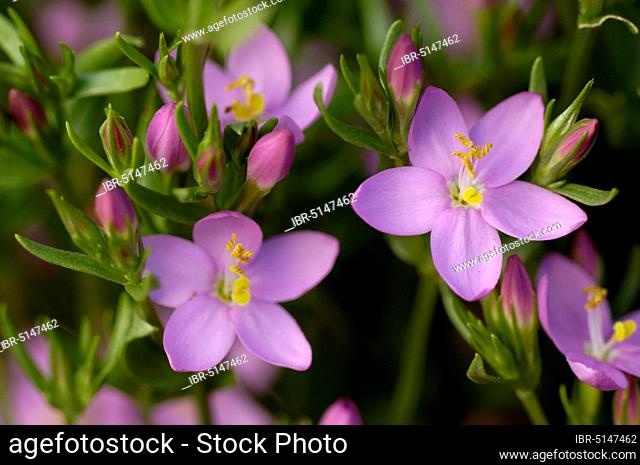 Centaurium erythraea (Centaurium umbellatum) (Centaurium erythraea) (Centaurium minus), God's grace herb