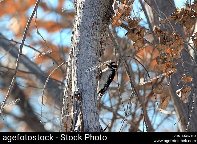 Hairy Woodpecker Bosque del Apache Wildlife Reserve New Mexico USA