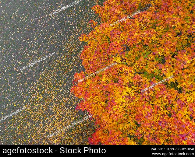 01 November 2023, Brandenburg, Frankfurt (Oder): A maple tree at a field is colored in autumn (aerial view with a drone). Photo: Patrick Pleul/dpa