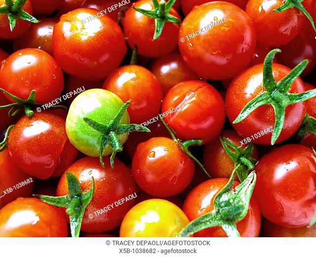 Ripe cherry tomatoes Close up  Background  Below camera  horizontal
