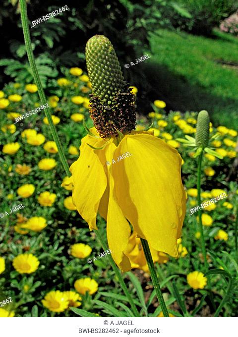 Upright Prairie Coneflower, Mexican Hat Ratibida columnifera, blooming