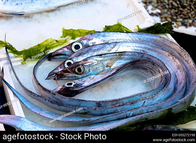 lepidopus caudatus, pesce bandiera in italian, at fish market, Naples