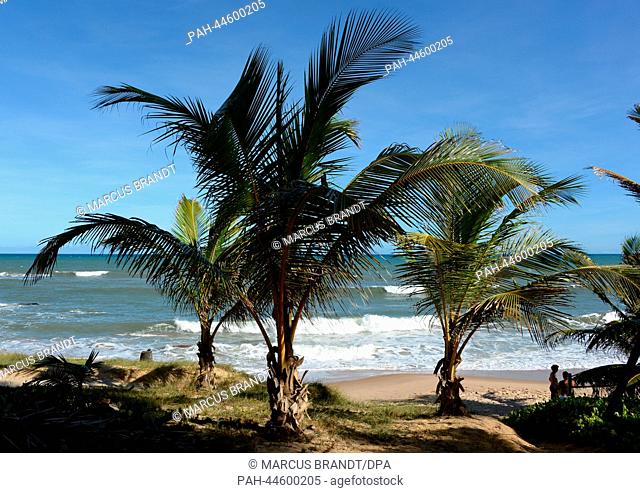 Palm trees are seen at the coast in Costa do Sauipe, Brazil, 03 December 2013. The final draw for the preliminary round groups of the 2014 FIFA world cup Brazil...