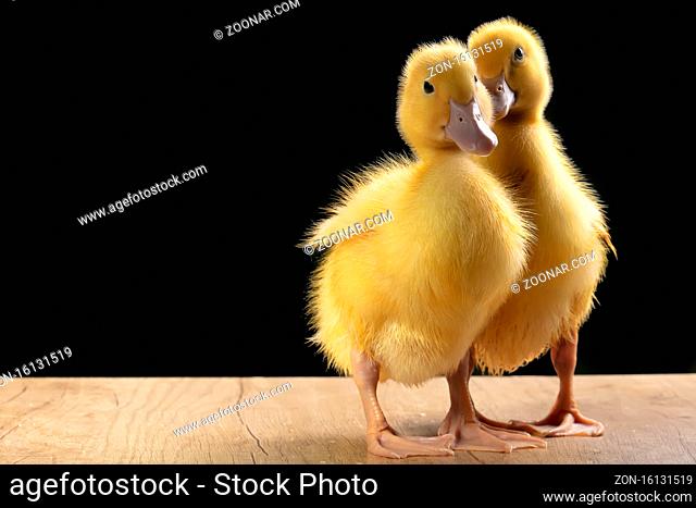 Two yellow fluffy ducklings on a black background