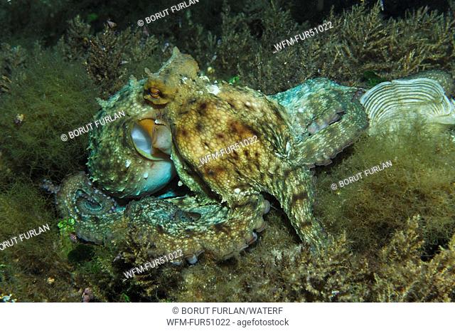 Common Octopus foraging, Octopus vulgaris, Susac Island, Adriatic Sea, Croatia