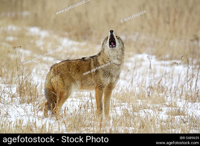 Coyote, coyotes, Coyote, Prairie wolf (Canis latrans), Canines, Predators, Mammals, Animals, Coyote adult, howling, standing in snow covered field, Minnesota, U