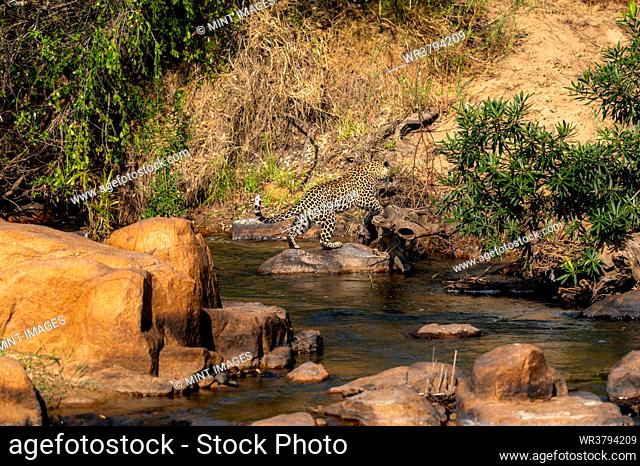 A leopard, Panthera pardus, leaping across a river
