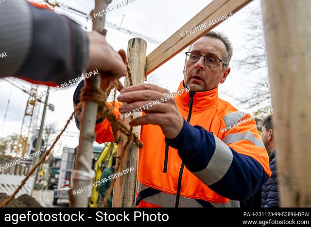 23 November 2023, Thuringia, Erfurt: Gardener Marko Klärig fixes the newly planted poplar. A press conference is held on the Erfurt University of Applied...
