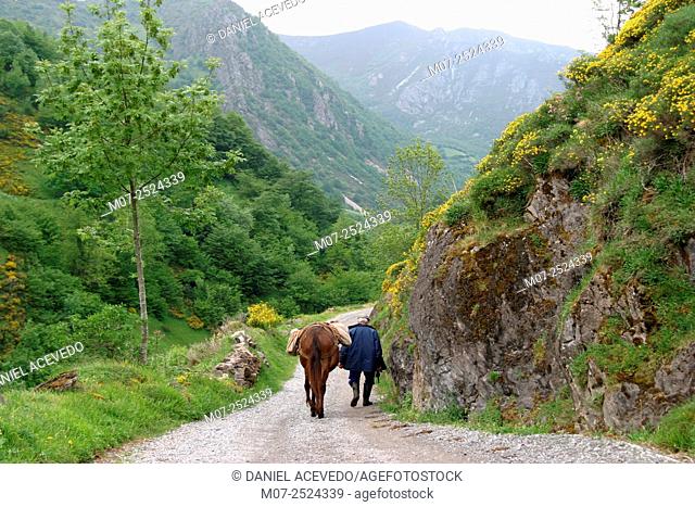 Pigüeña valley, Somiedo National Park, Asturias, Spain, Europe